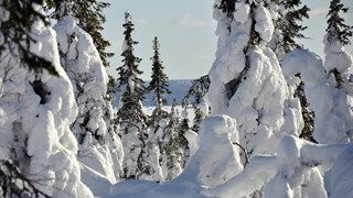 Finland winter scenic