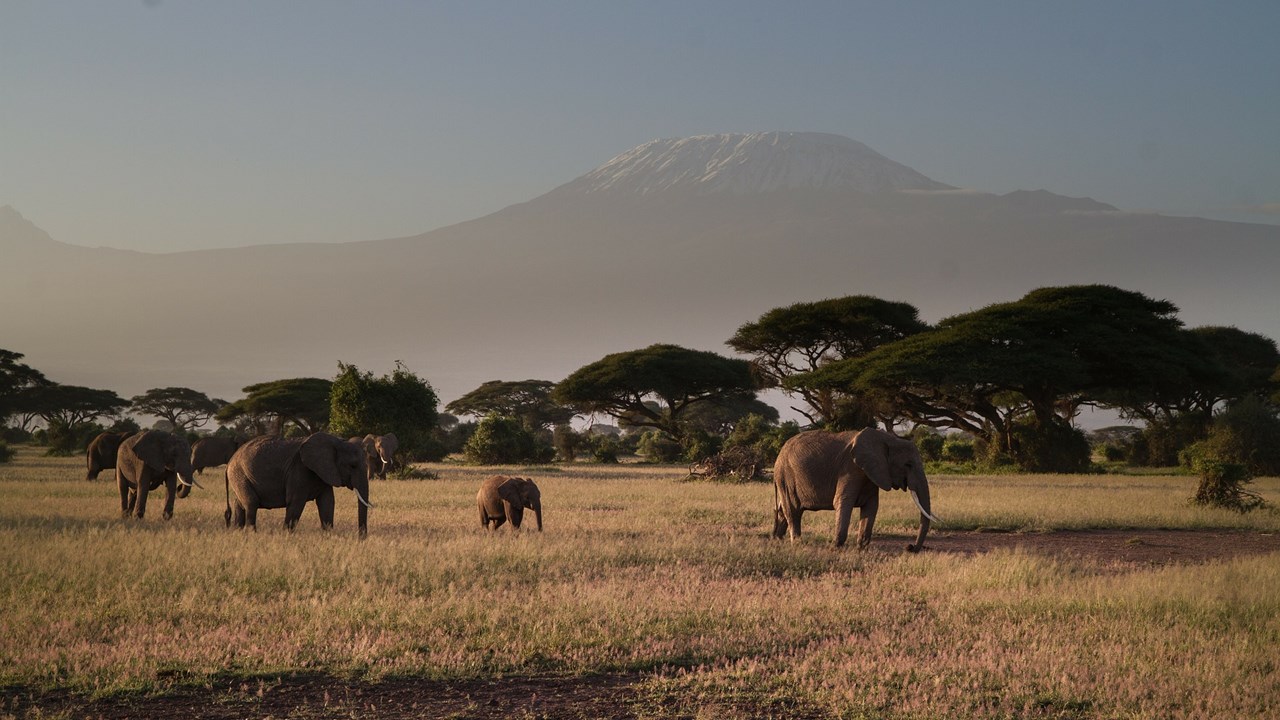 elephants infront of Kilimanjaro