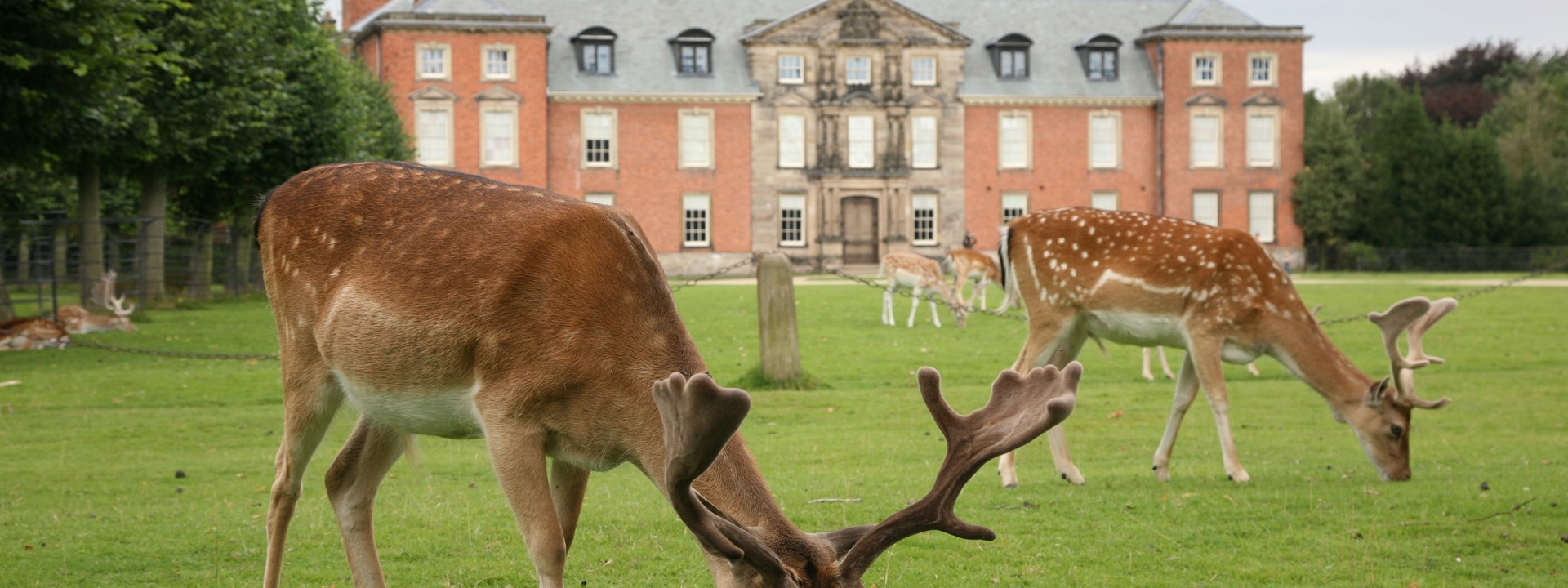 Dunham Massey Hall Deer Spice Walking Group