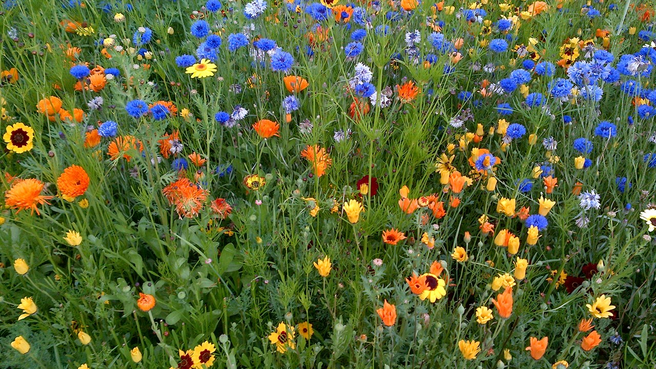 wild flowers