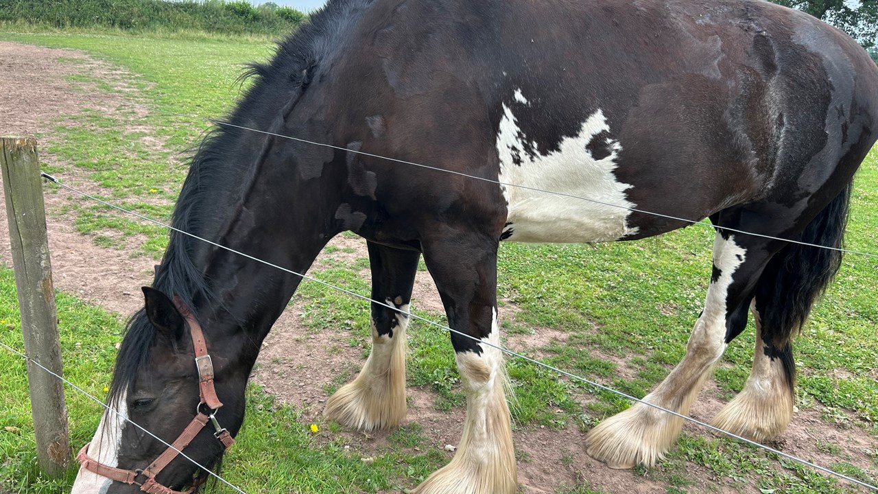 Cotebrook Shire Horses Other Animals 2