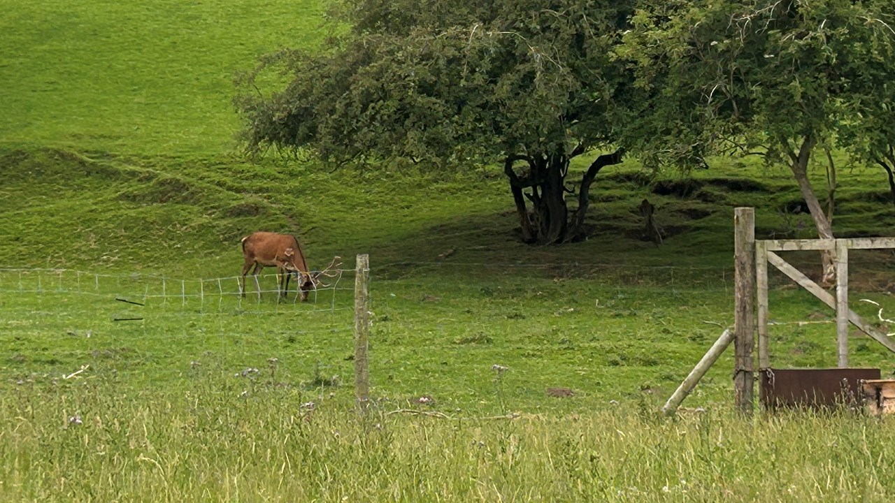 1st Cotebrook Shire Horses 2
