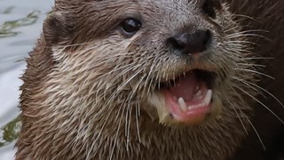 Otter 3