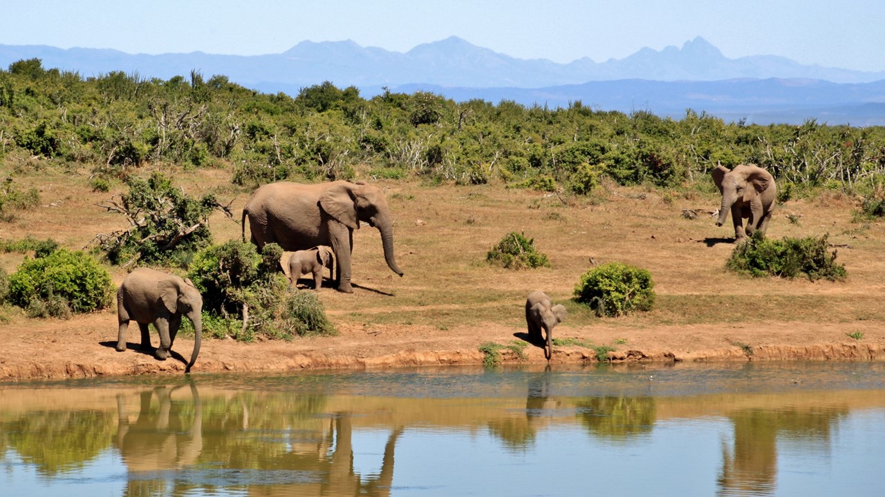 Elephants South Africa