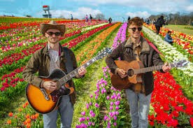 Tulip fields 4