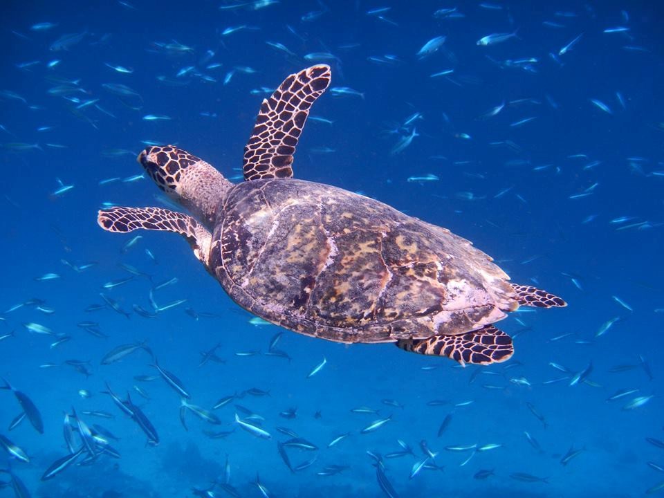 Maldives turtle