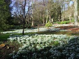 hopton snowdrops