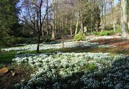 hopton snowdrops