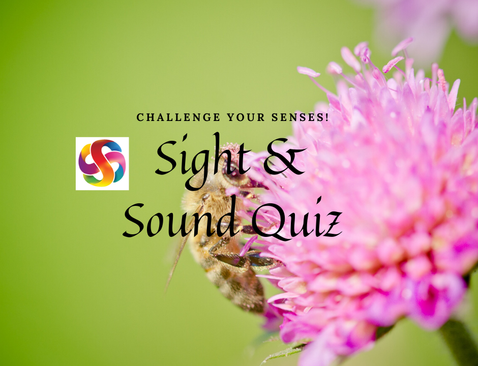 Sight and sound quiz pic