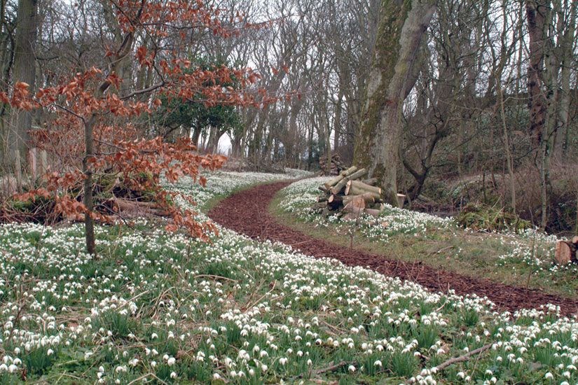 Snowdrops in the Wood