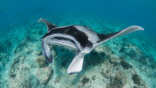 Maldives manta 1