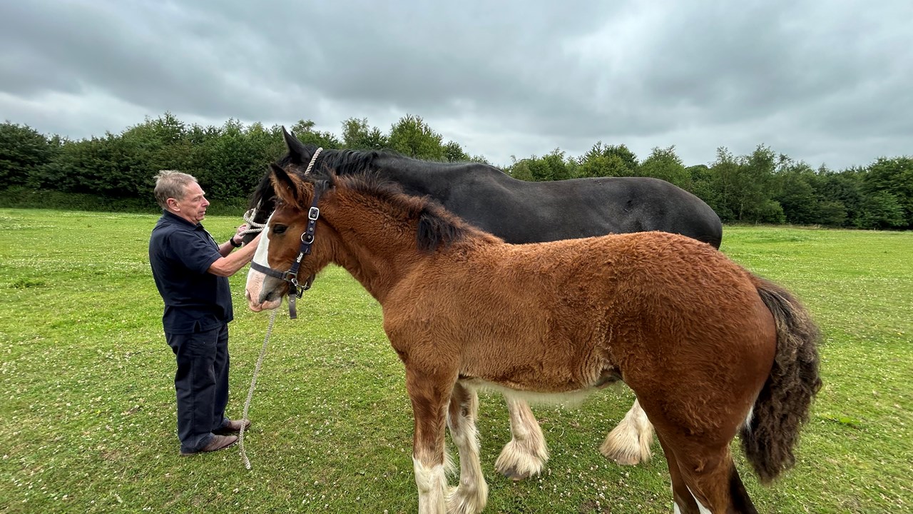 1st Cotebrook Shire Horses