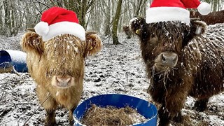 Cattle