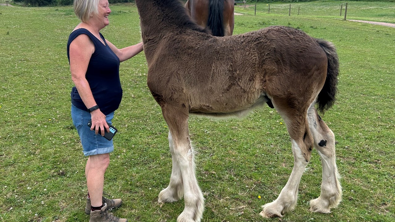 1st Cotebrook Shire Horses 4