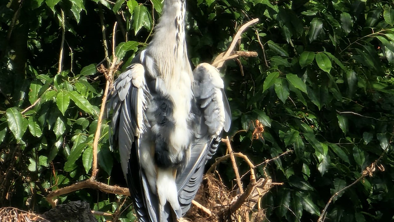 Saturday 17.1.26, 8 mile, London Bridge to Canada Water walk & Peek Freans Biscuits Museum visit. 2