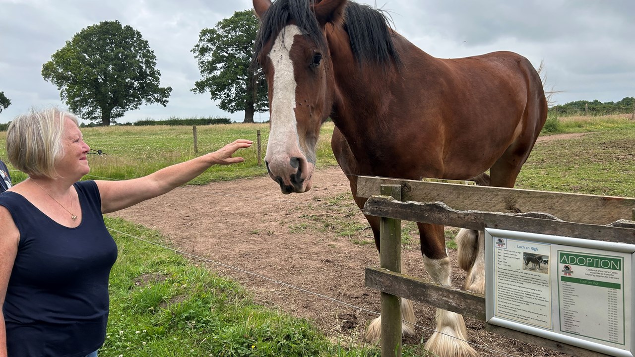 Cotebrook Shire Horses Other Animals