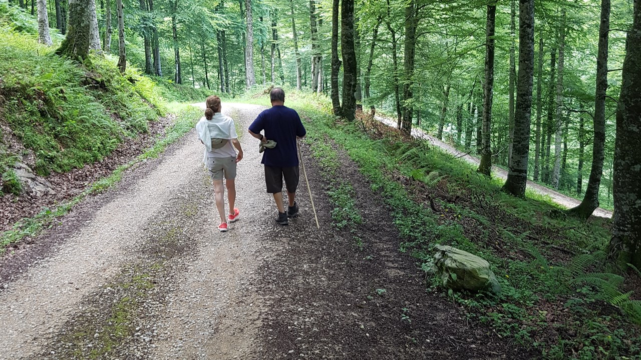 Cantabria Forest (4)