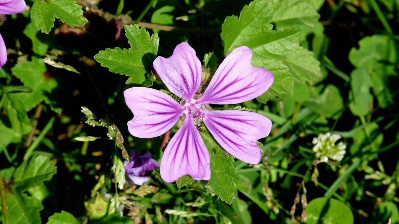 Walking Weekend Selworthy, Exmoor and Somerset Coast8