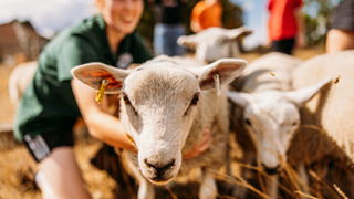 Sheep Herding