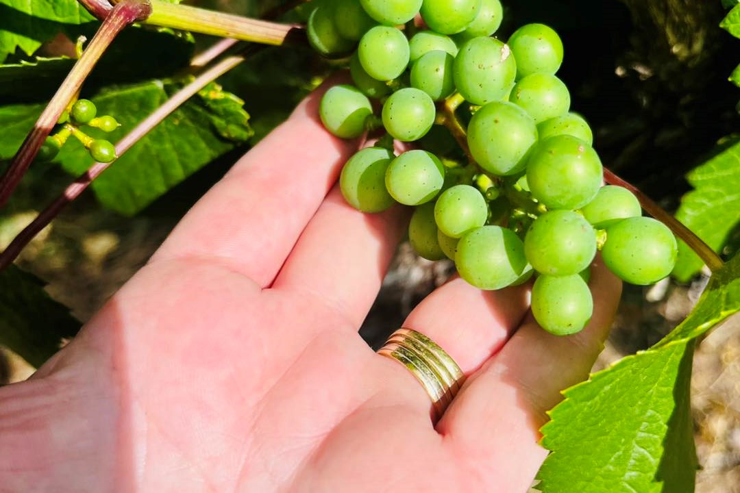 halfpenny vineyard6
