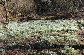 dimminsdale snowdrops