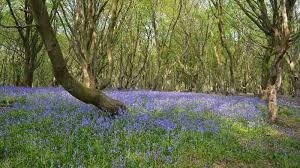 Bricket wood