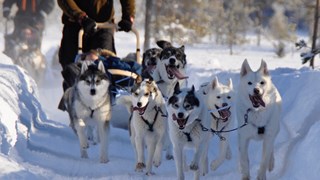 Finland winter dogsled 1