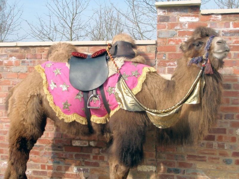 Camel1