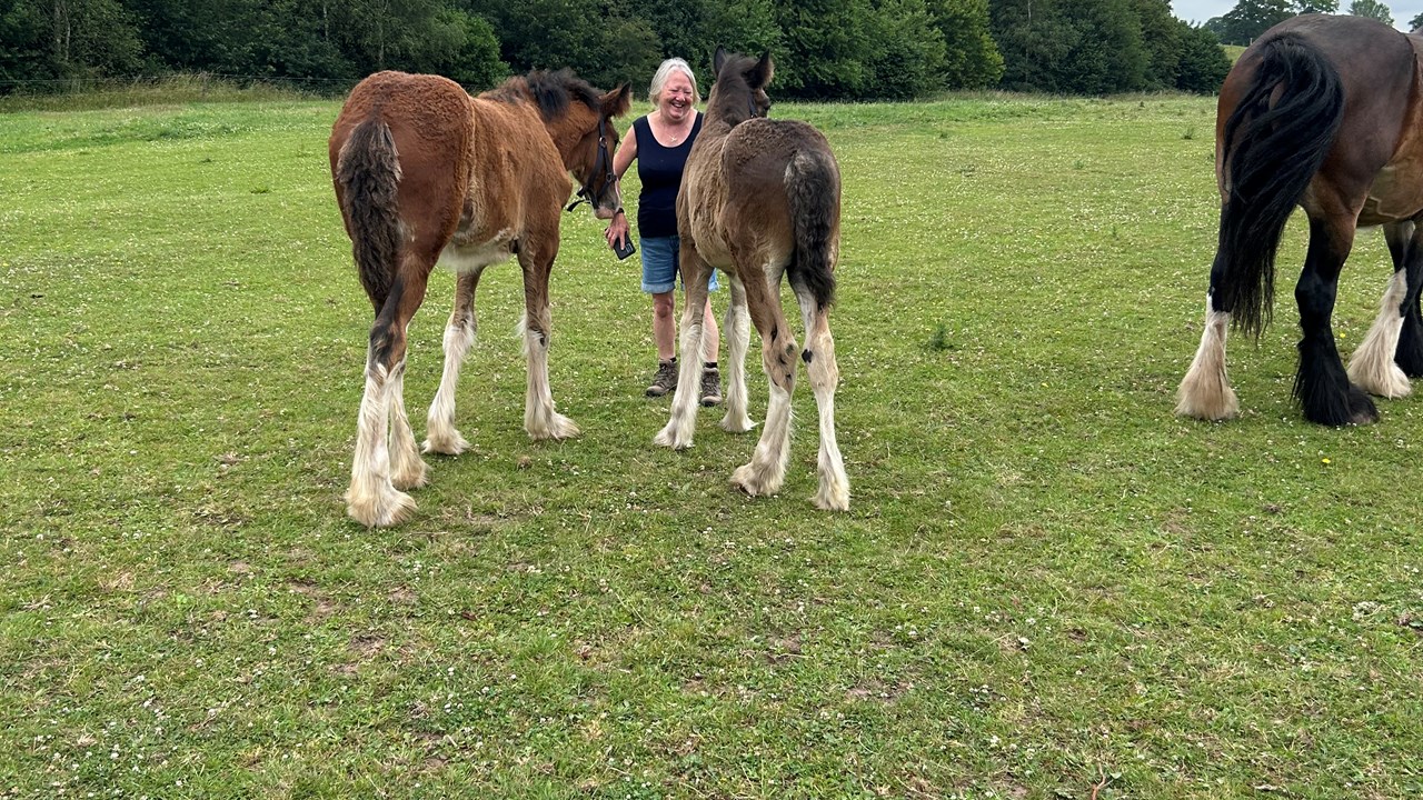 1st Cotebrook Shire Horses 3