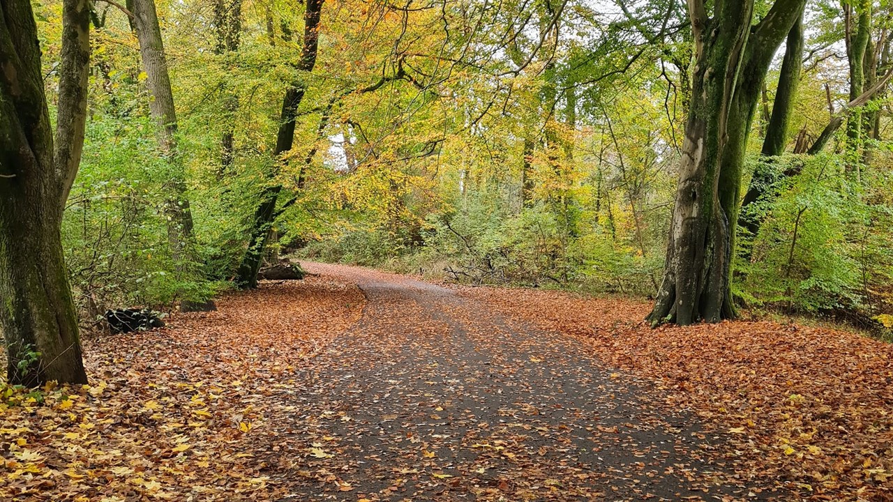 Haigh Plantation Autumn 3