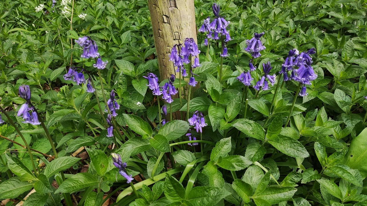 Bluebells at Studley Park