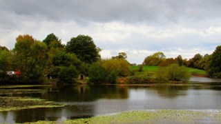 Lindow Common , Lindow Moss2