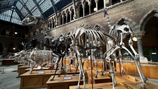 Natural History Museum Oxford2