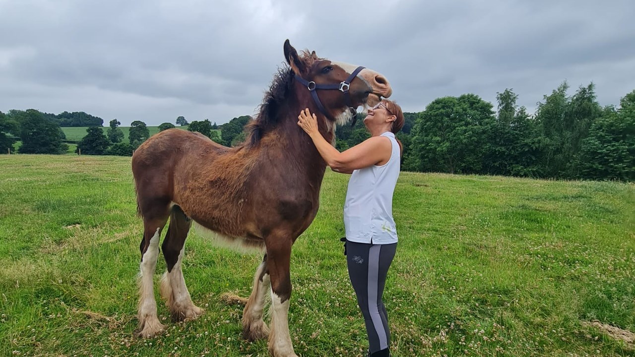 Cotebrook Shire Horses Other Animals Cafe Details