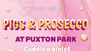 pigs and prosecco