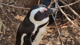 Cape Penguins