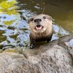 otter 5