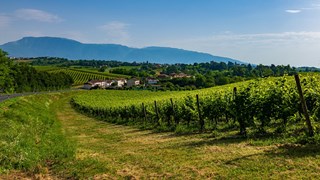 Wines Of Veneto