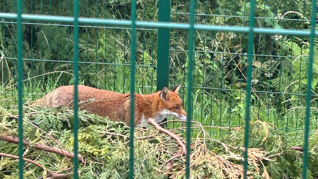 Cotebrook Shire Horses Other Animals Fox