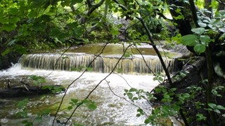 A lovely Spring walk with Spice around Borsdane Woods from Aspull