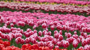 Tulip fields 2