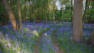 Bluebell wood