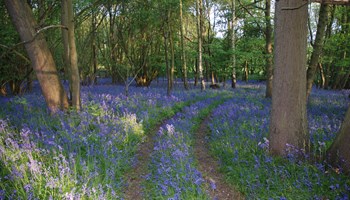 Hartshill Hayes Country Park Bluebell Ramble