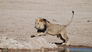 Lion South Africa
