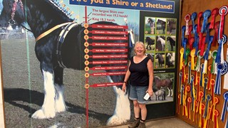 Cotebrook Shire Horses Other Animals Lauren next to Shire