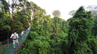 Danum Valley 6