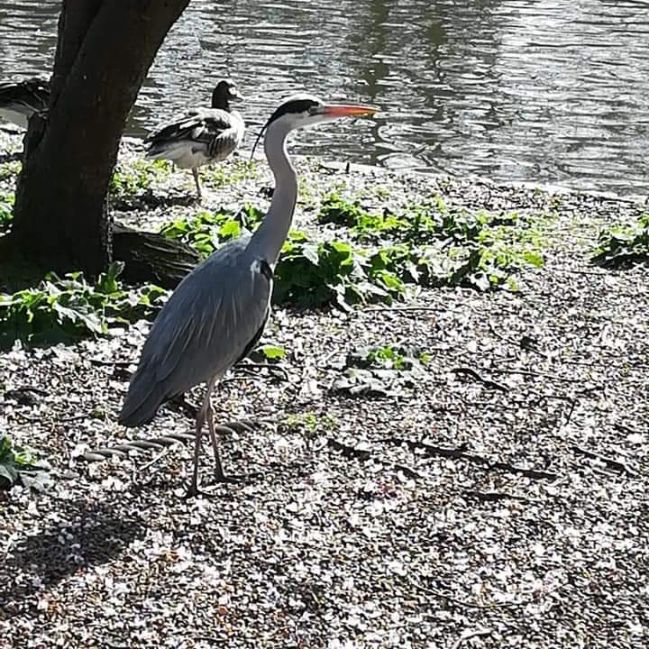 Linda Charing Cross Kensington 1