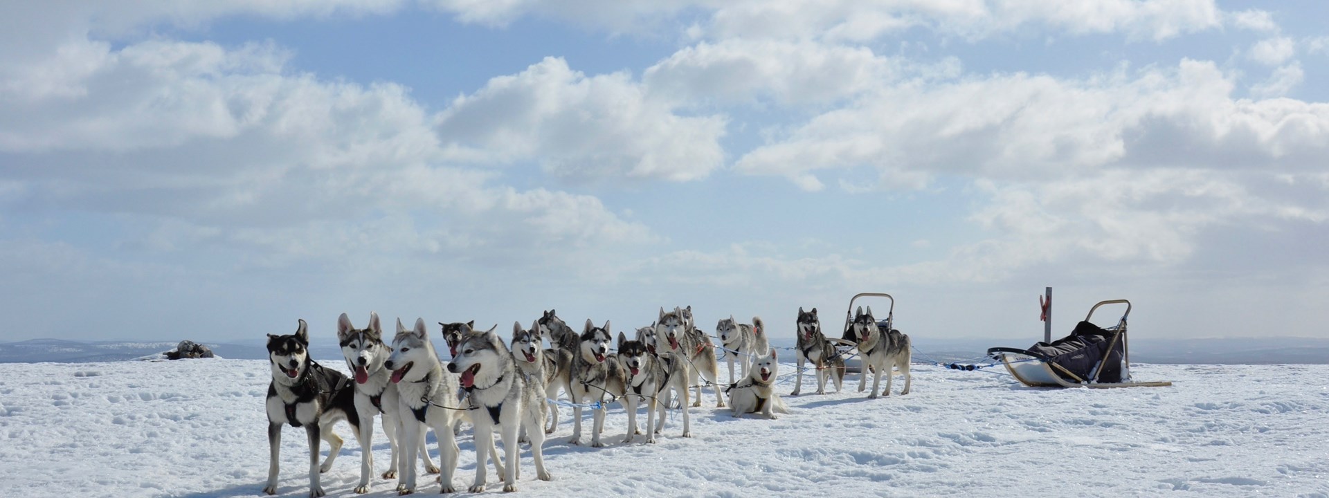 Finland winter dogseld