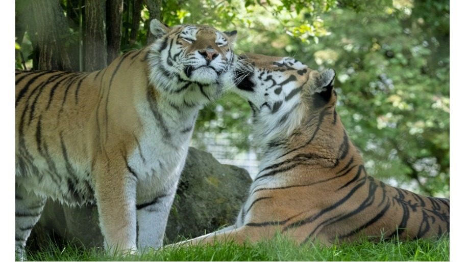 marwellzooamurtigers915px915x515