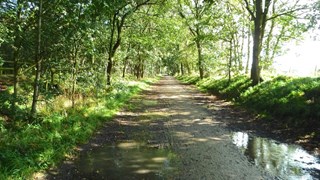 Whitegate Way Spring Damp
